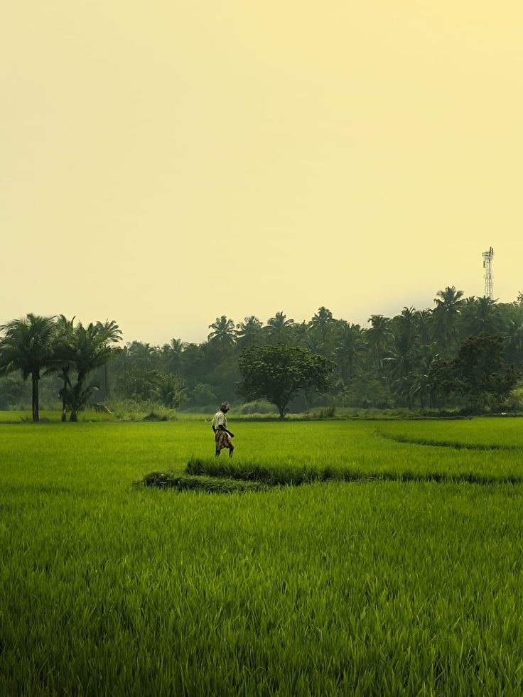 A farmer walking through a green paddy field