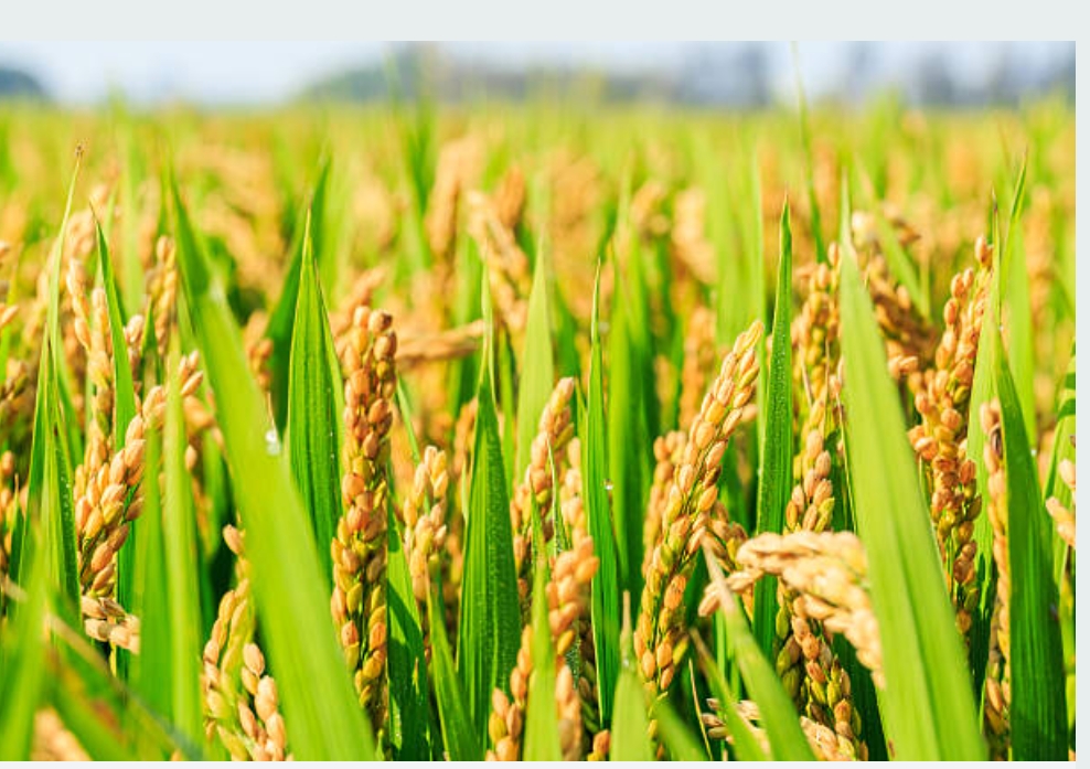 Paddy grain in the field, close up